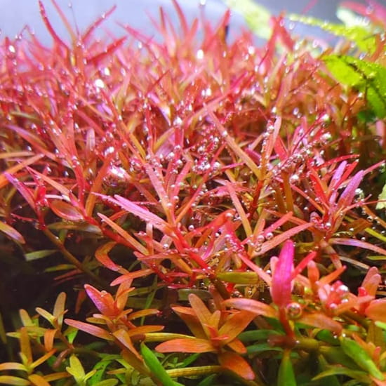 Rotala Colorata Yao Yai in vitro porcja 5 sadzonek